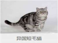 郑州高禾电子科技有限公司