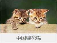郑州高禾电子科技有限公司