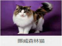 郑州高禾电子科技有限公司