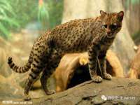 郑州高禾电子科技有限公司