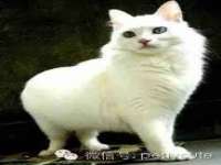 郑州高禾电子科技有限公司