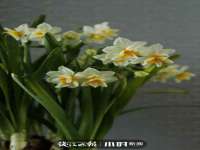 郑州高禾电子科技有限公司