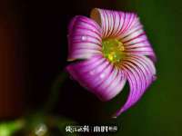 郑州高禾电子科技有限公司