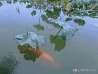 郑州高禾电子科技有限公司