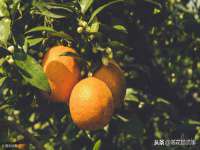 郑州高禾电子科技有限公司