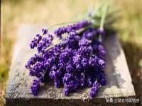 郑州高禾电子科技有限公司